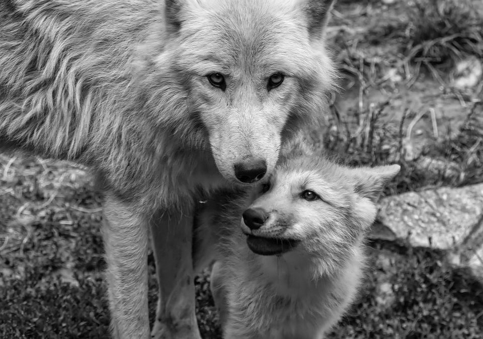Wolf met een slecht imago