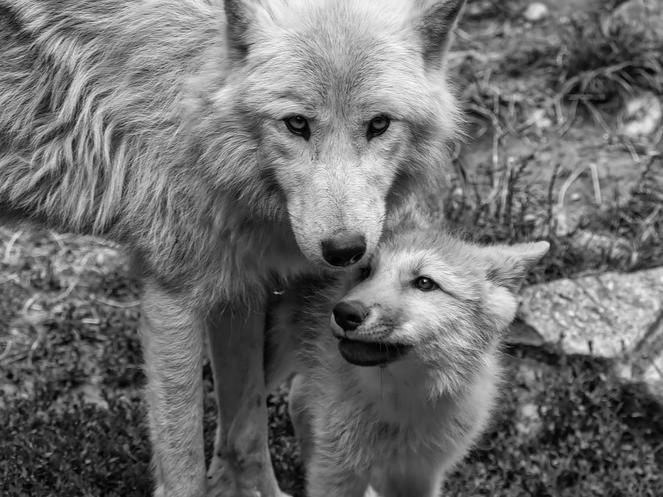 Wolf met een slecht imago